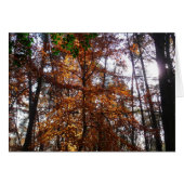 Zonlicht door de Herfst bij Greenbelt (Voorkant Horizontaal)