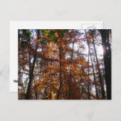 Zonlicht door de Herfst bij Greenbelt Briefkaart (Voorkant / Achterkant)