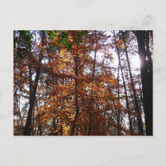 Zonlicht door de Herfst bij Greenbelt Briefkaart (Voorkant)