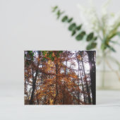 Zonlicht door de Herfst bij Greenbelt Briefkaart (Staand voorkant)