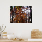 Zonlicht door de Herfst bij Greenbelt Poster (Keuken)