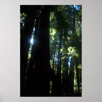 Zonlicht door de kustmammoetbomen poster
