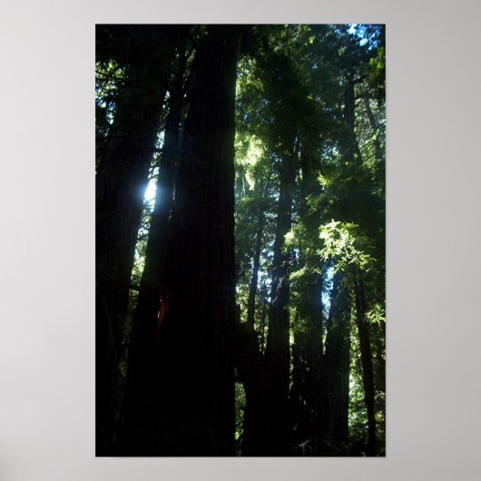 Zonlicht door de kustmammoetbomen poster (Voorkant)
