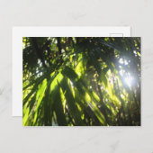 Zonlicht door de palmen briefkaart (Voorkant / Achterkant)