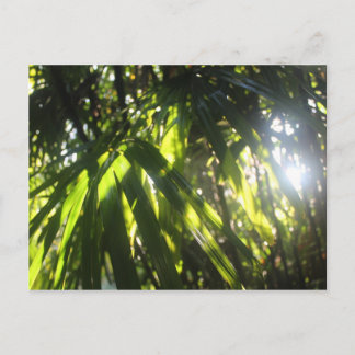 Zonlicht door de palmen briefkaart