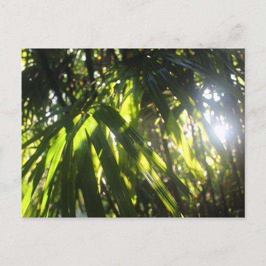 Zonlicht door de palmen briefkaart (Voorkant)