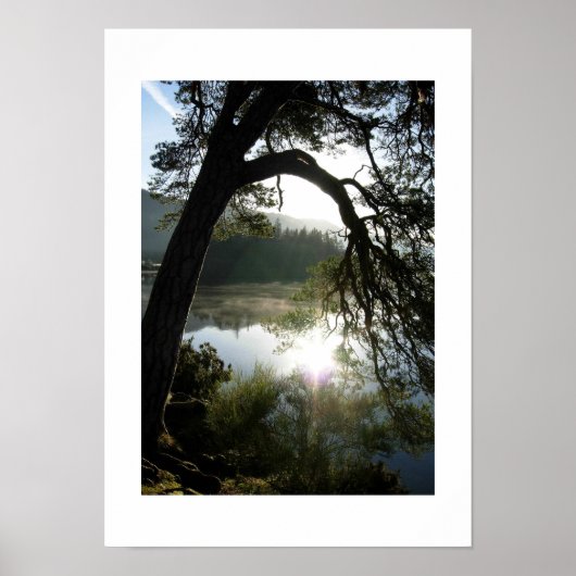 Zonlicht door de pijnbomen in Keswick Poster (Voorkant)