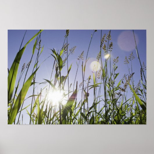Zonlicht door gras poster (Voorkant)