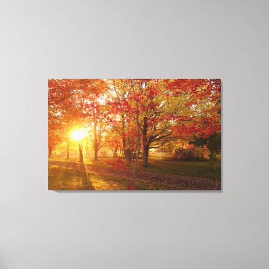 Zonlicht door herfst rode ahornbomen canvas afdruk (Voorkant)