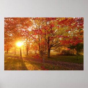Zonlicht door herfst rode esdoornbomen poster