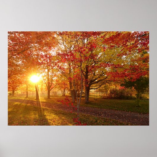 Zonlicht door herfst rode esdoornbomen poster (Voorkant)