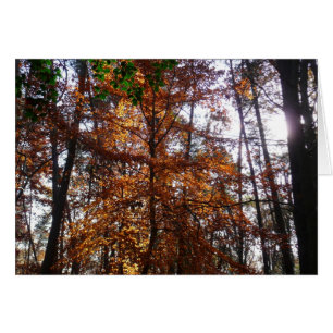 Zonlicht door herfstboom bij Greenbelt