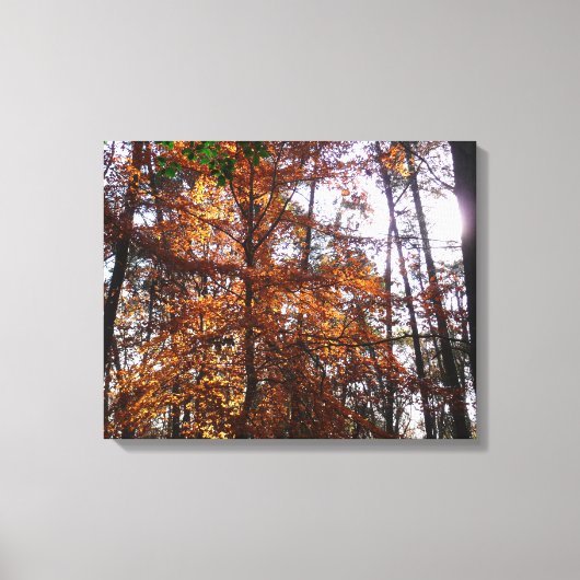 Zonlicht door herfstboom bij Greenbelt Canvas Afdruk (Voorkant)