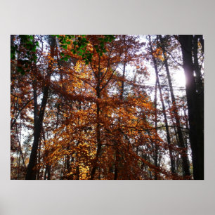 Zonlicht door herfstboom bij Greenbelt Poster