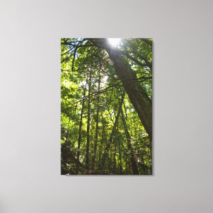 Zonlicht door het bosdak canvas afdruk
