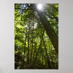 Zonlicht door het bosdak poster