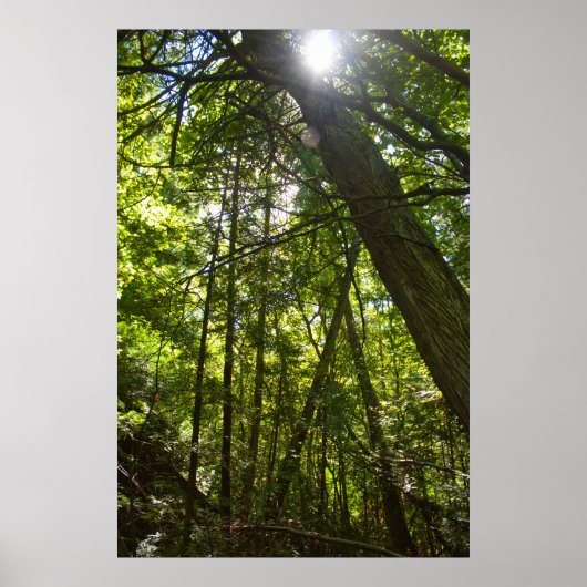 Zonlicht door het bosdak poster (Voorkant)
