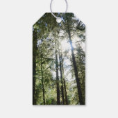 Zonlicht door pijnbomen cadeaulabel (Achterkant)
