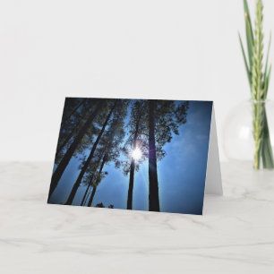Zonlicht door pijnbomen, kaart