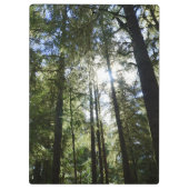 Zonlicht door pijnbomen klembord (Achterkant)
