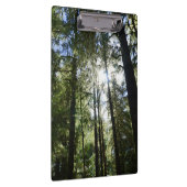 Zonlicht door pijnbomen klembord (Rechts)