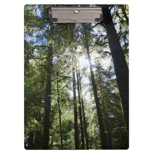 Zonlicht door pijnbomen klembord (Voorkant)