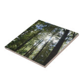 Zonlicht door pijnbomen tegeltje (Zijkant)