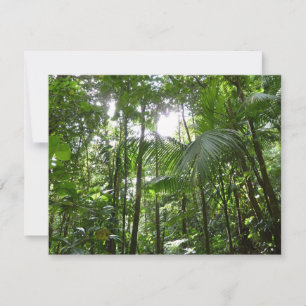 Zonlicht door regenwoud Kanopie Tropisch Groen