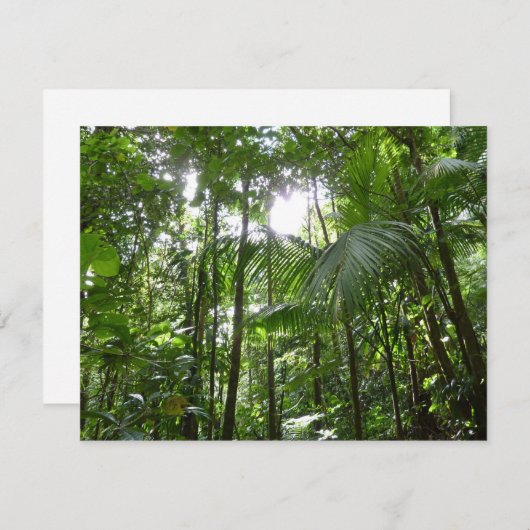 Zonlicht door regenwoud Kanopie Tropisch Groen (Voorkant / Achterkant)