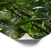 Zonlicht door regenwoud Kanopie Tropisch Groen Poster (Hoek)