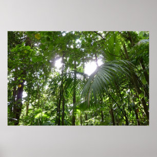 Zonlicht door regenwoud Kanopie Tropisch Groen Poster