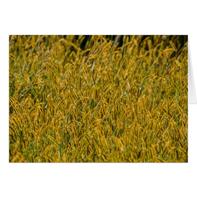 Zonlicht door Tall Grass (Voorkant Horizontaal)