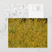 Zonlicht door Tall Grass Briefkaart (Voorkant / Achterkant)