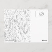 Zonlicht door Tall Grass Briefkaart (Achterkant)