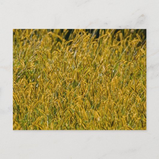 Zonlicht door Tall Grass Briefkaart (Voorkant)