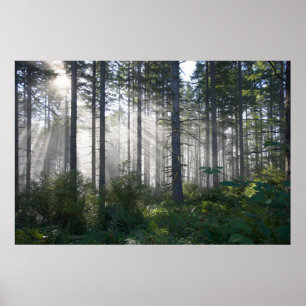 Zonlicht doorbreken door een misterig bos poster