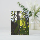 Zonlicht en pistachenoten briefkaart (Staand voorkant)