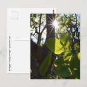 Zonlicht en pistachenoten briefkaart (Voorkant / Achterkant)