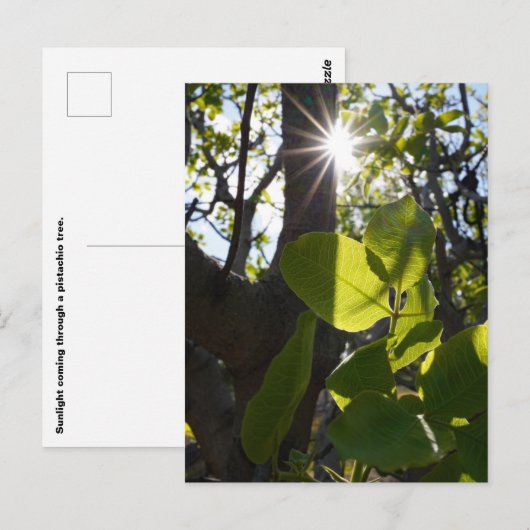 Zonlicht en pistachenoten briefkaart (Voorkant / Achterkant)