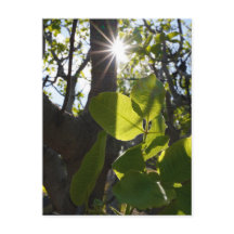 Zonlicht en pistachenoten