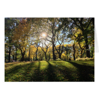 Zonlicht in Central Park