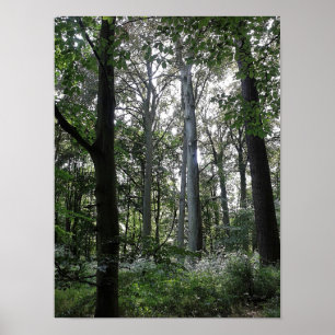 Zonlicht in de Bossen Poster