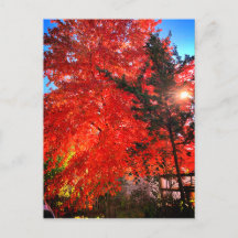 Zonlicht in de Herfst