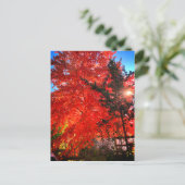 Zonlicht in de Herfst Briefkaart (Staand voorkant)