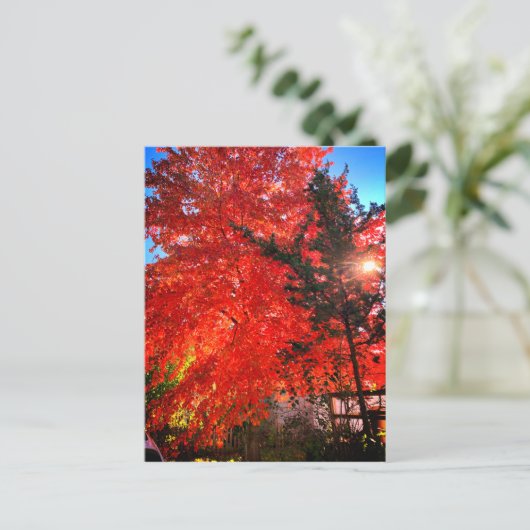 Zonlicht in de Herfst Briefkaart (Staand voorkant)