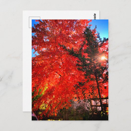 Zonlicht in de Herfst Briefkaart (Voorkant / Achterkant)