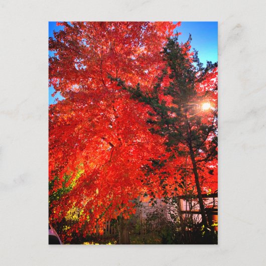 Zonlicht in de Herfst Briefkaart (Voorkant)