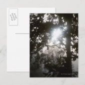 Zonlicht in de ochtend door bladeren van oerwoud briefkaart (Voorkant / Achterkant)