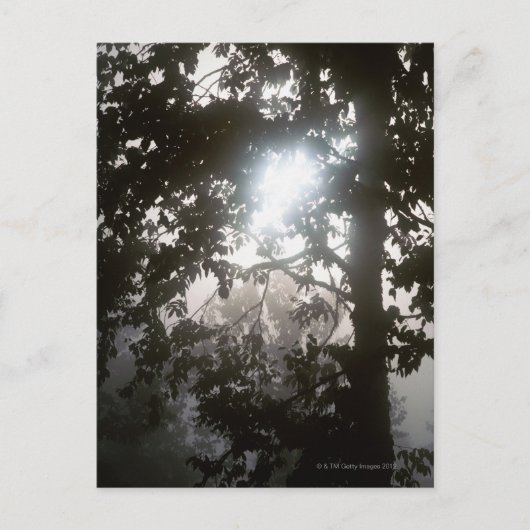 Zonlicht in de ochtend door bladeren van oerwoud briefkaart (Voorkant)