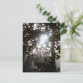 Zonlicht in de ochtend door bladeren van oerwoud briefkaart (Staand voorkant)